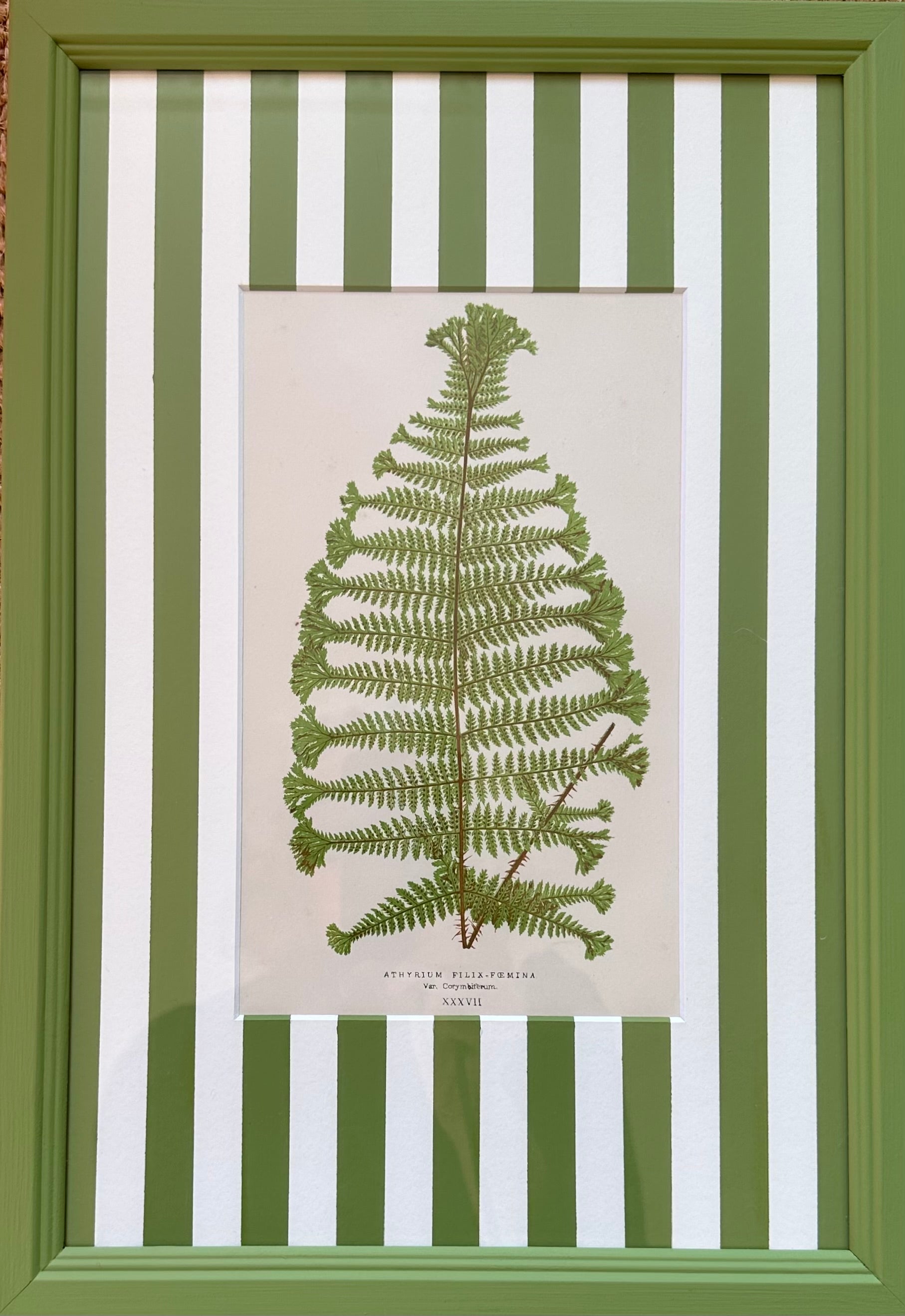 Green Stripey Ferns