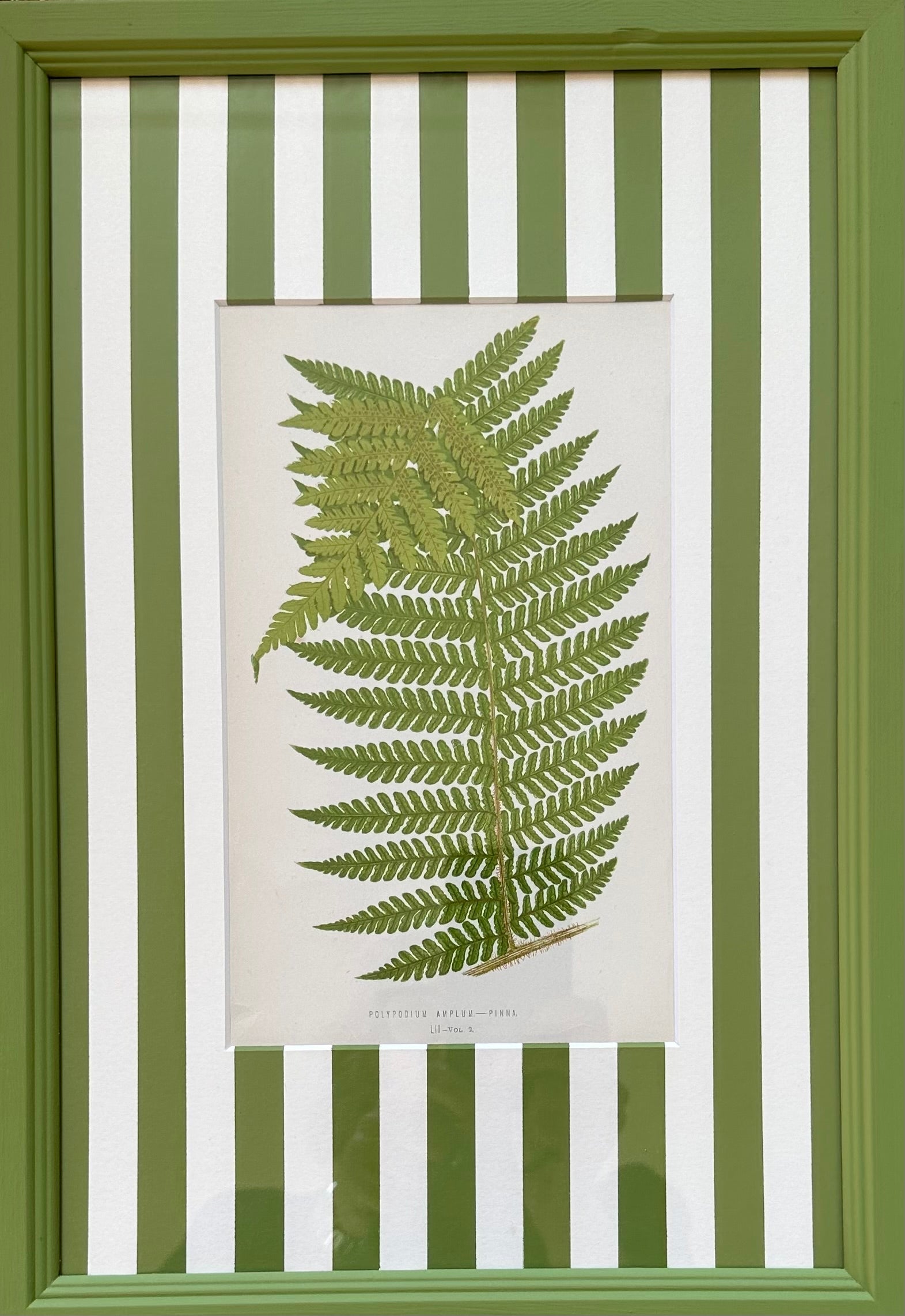 Green Stripey Ferns