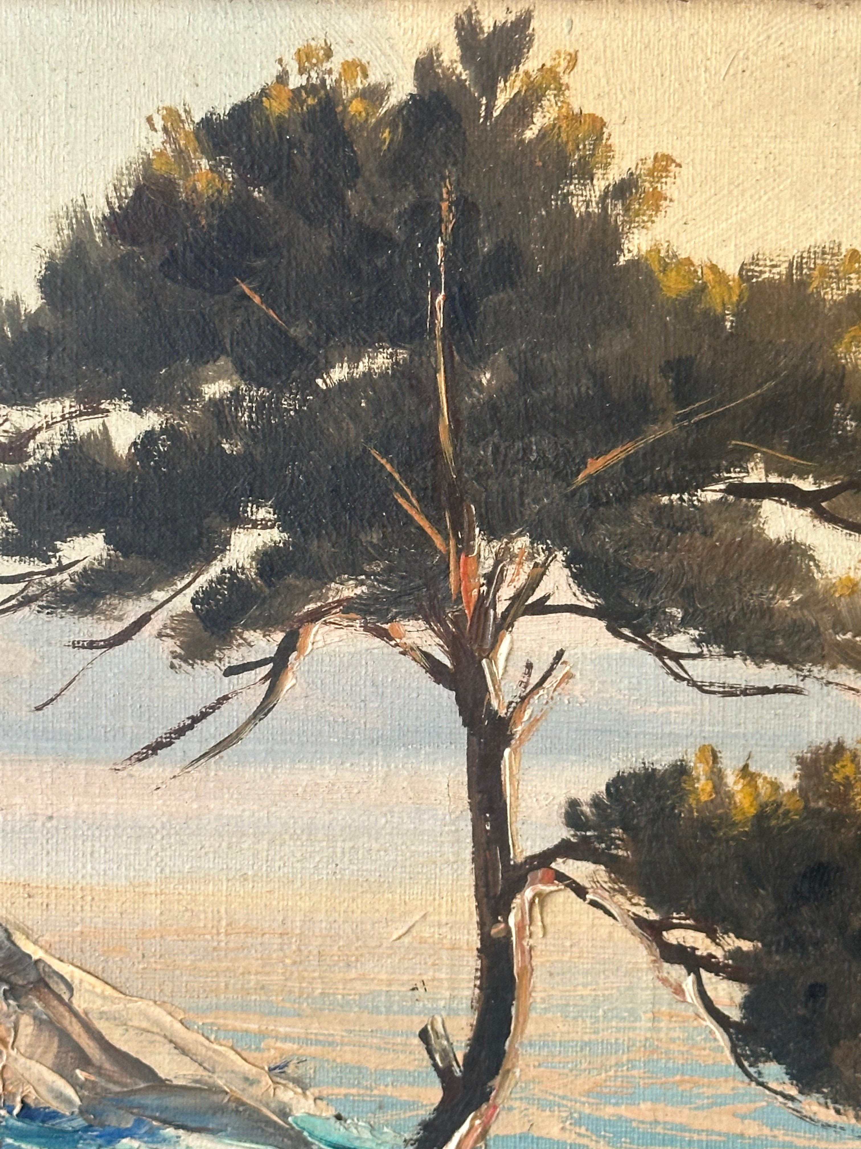 Mediterranean Pine Tree