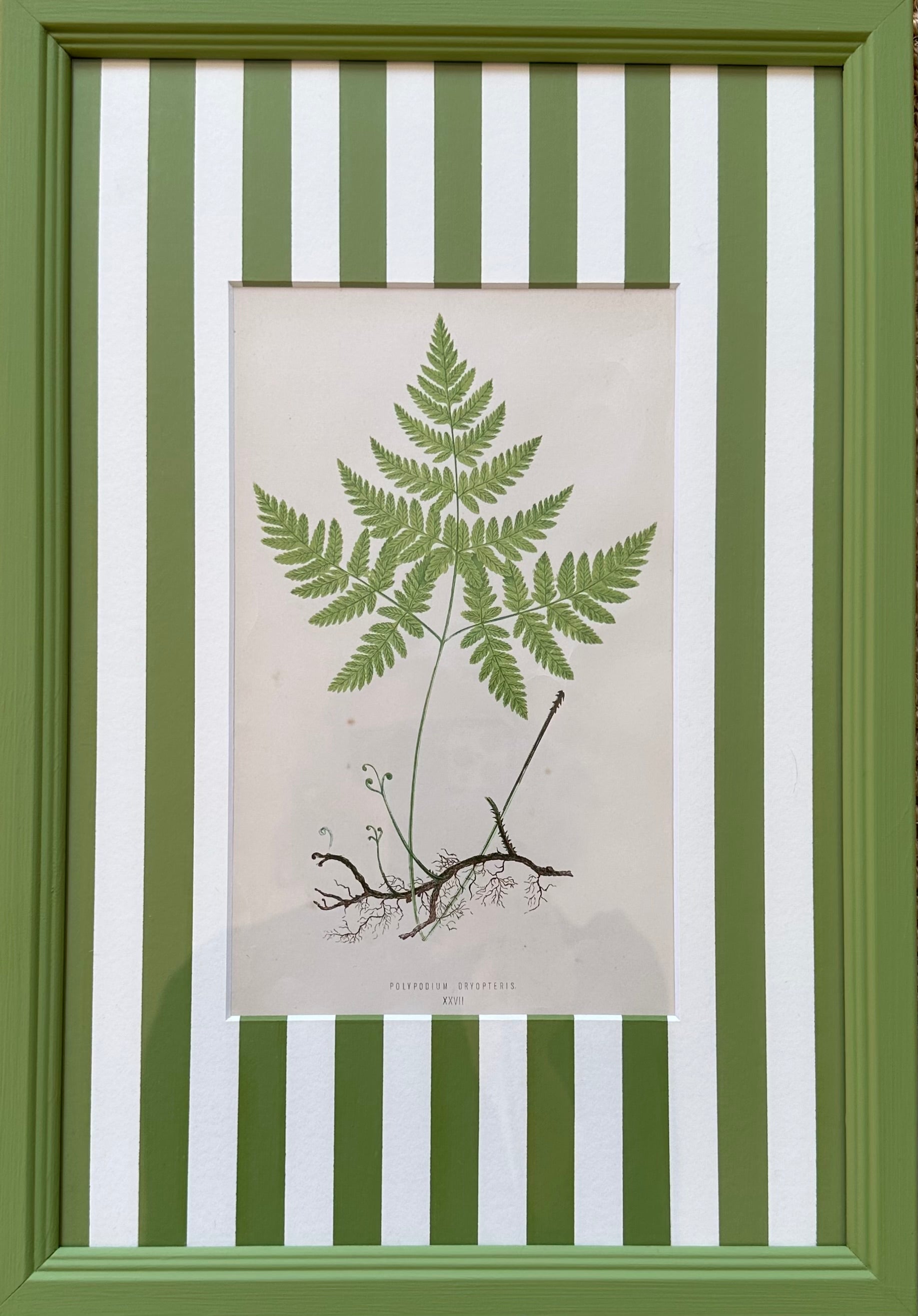 Green Stripey Ferns