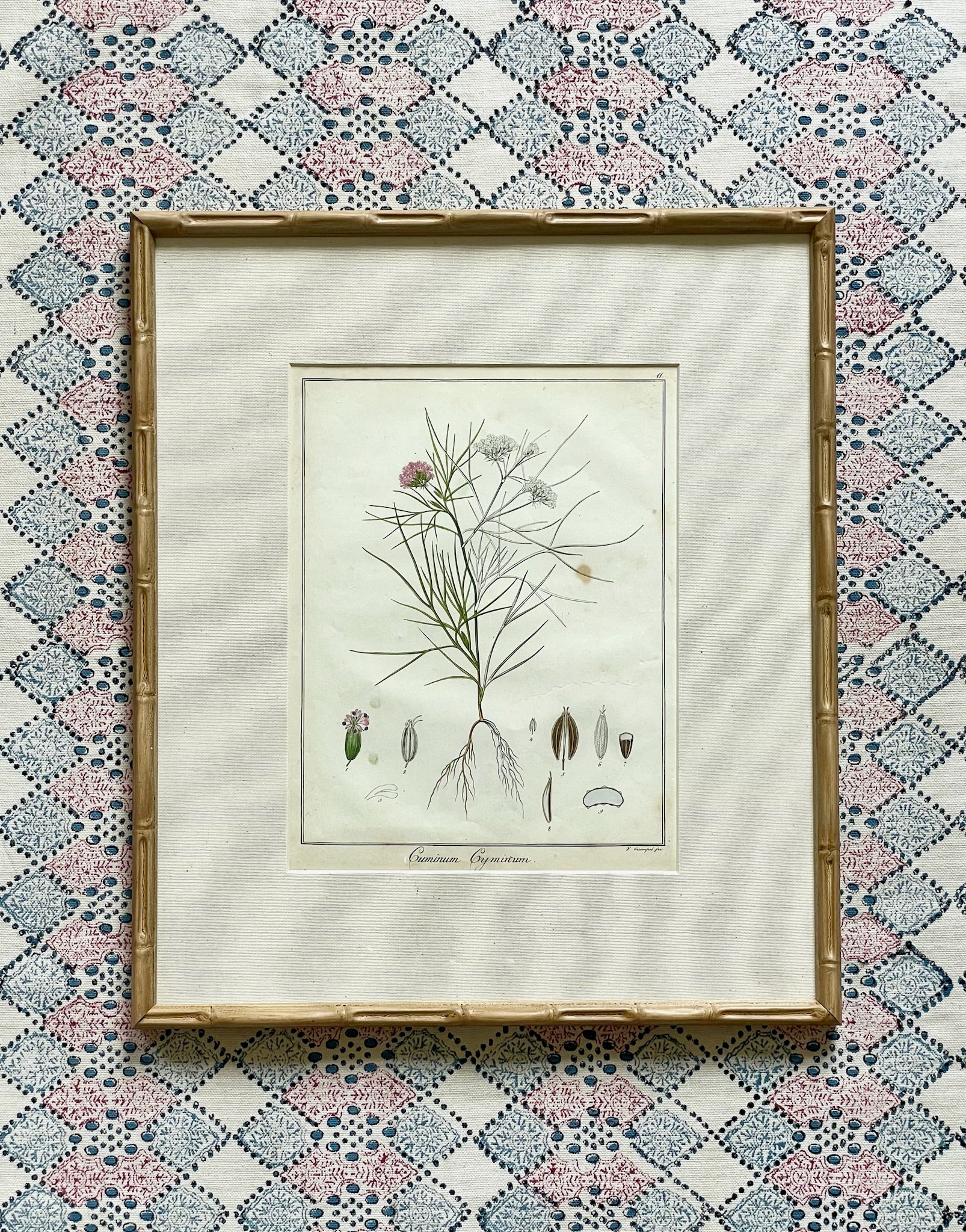 1853 Hand Coloured Botanical Prints Guimpel