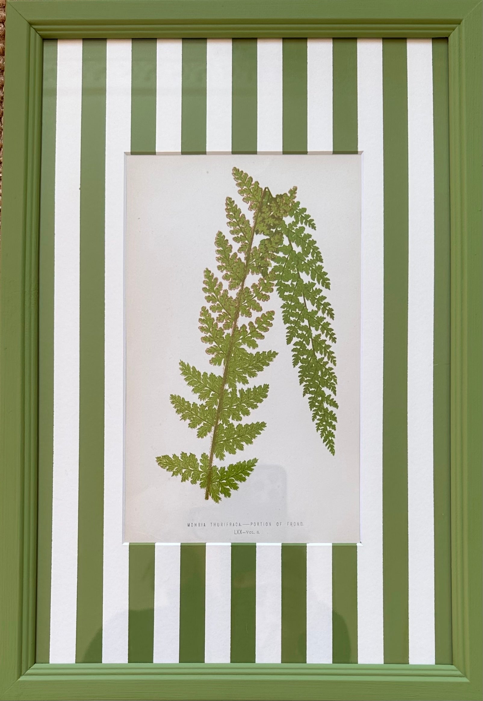 Green Stripey Ferns