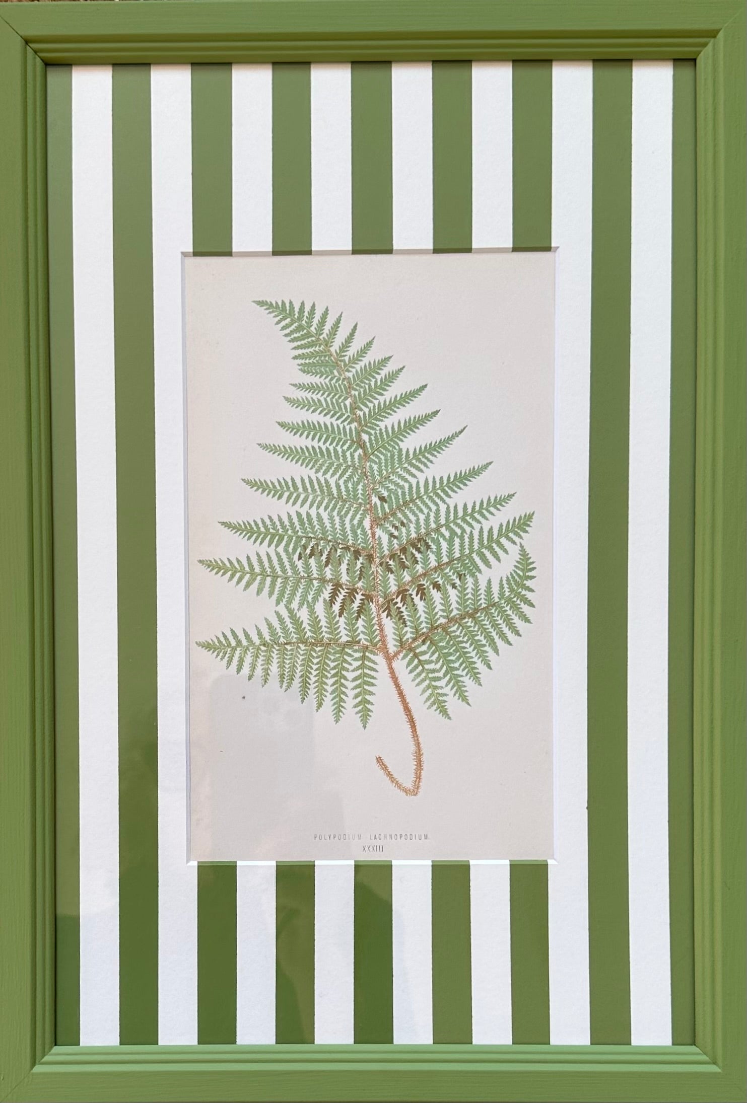 Green Stripey Ferns