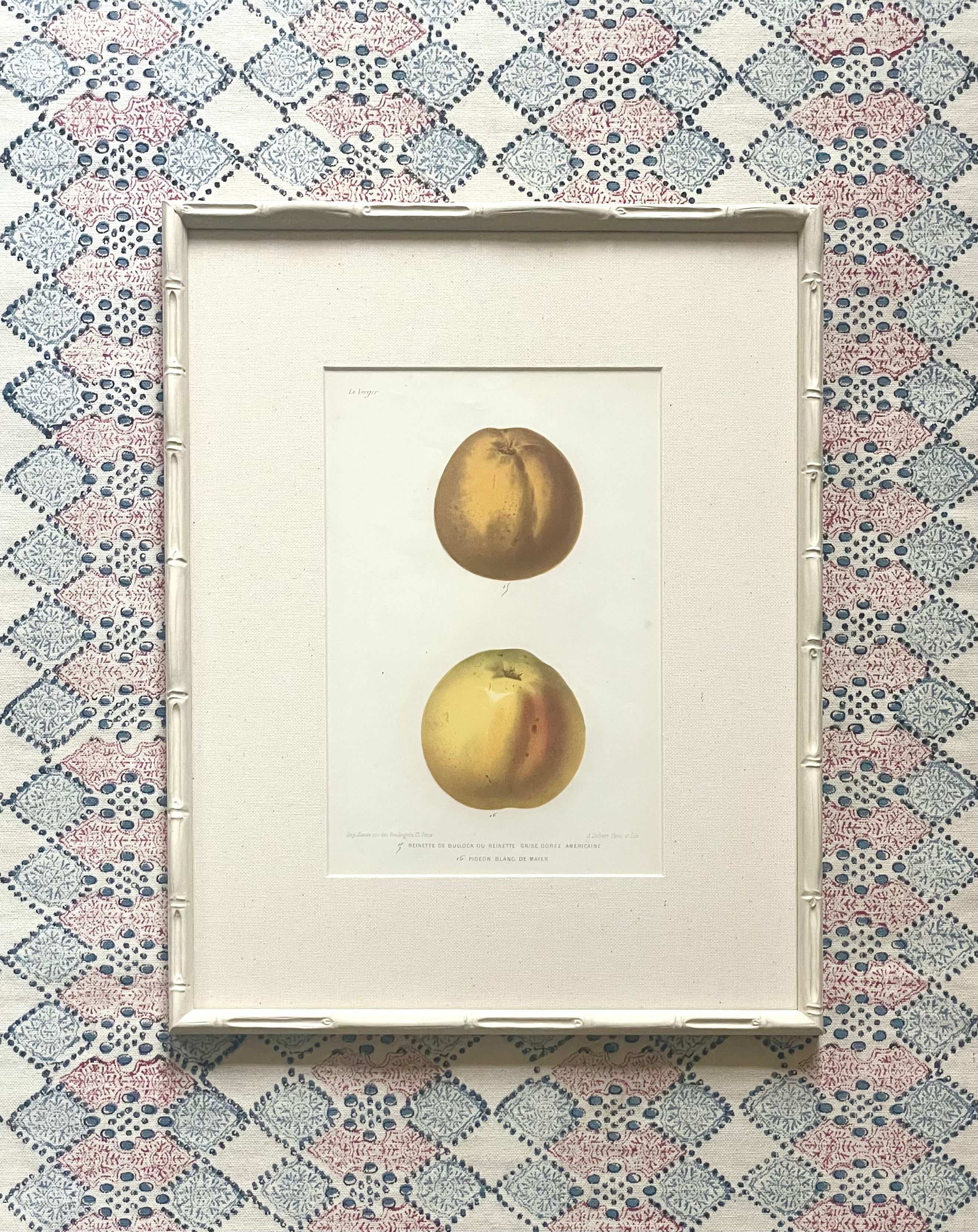 French Apple Botanical Illustrations