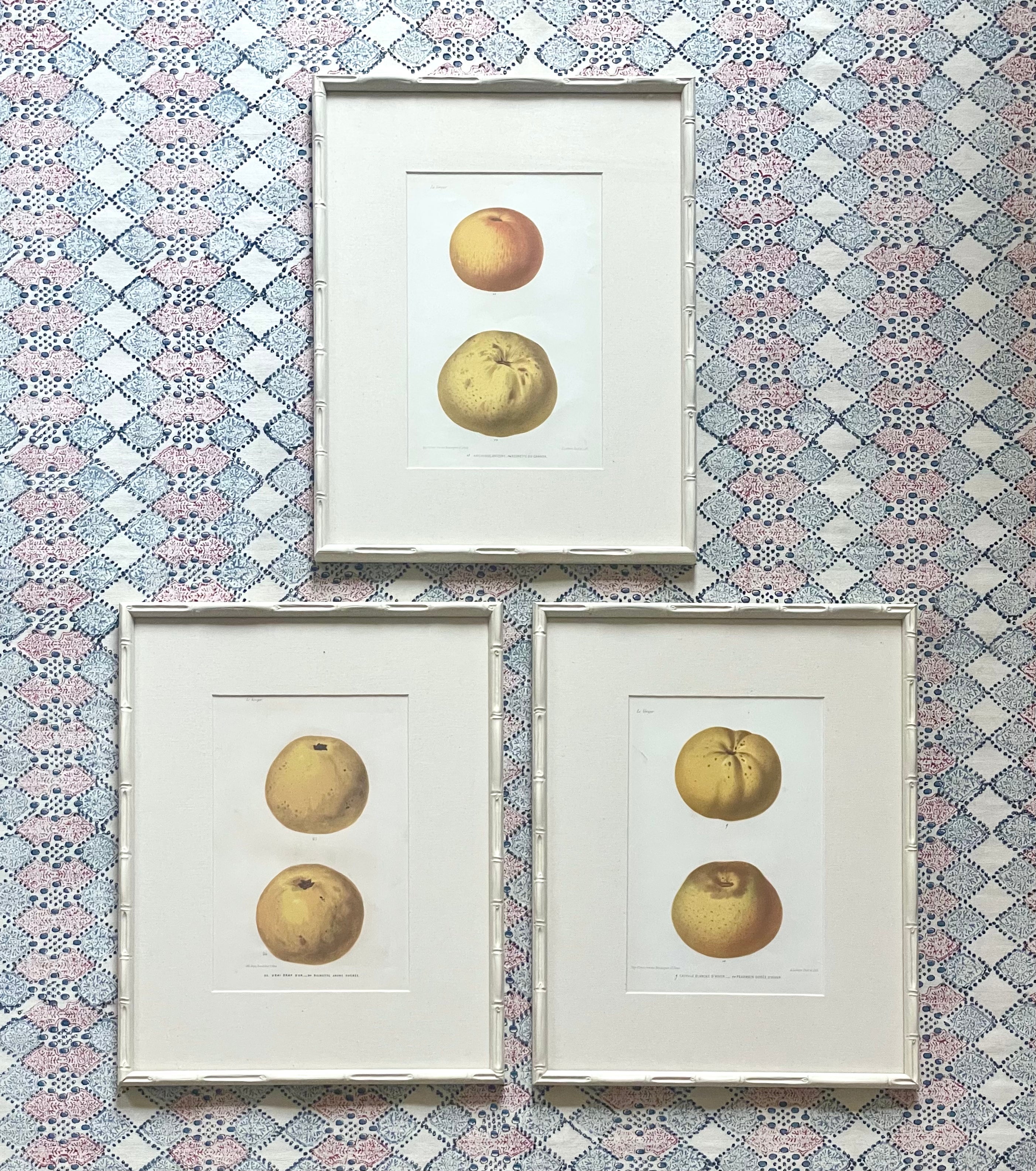 French Apple Botanical Illustrations