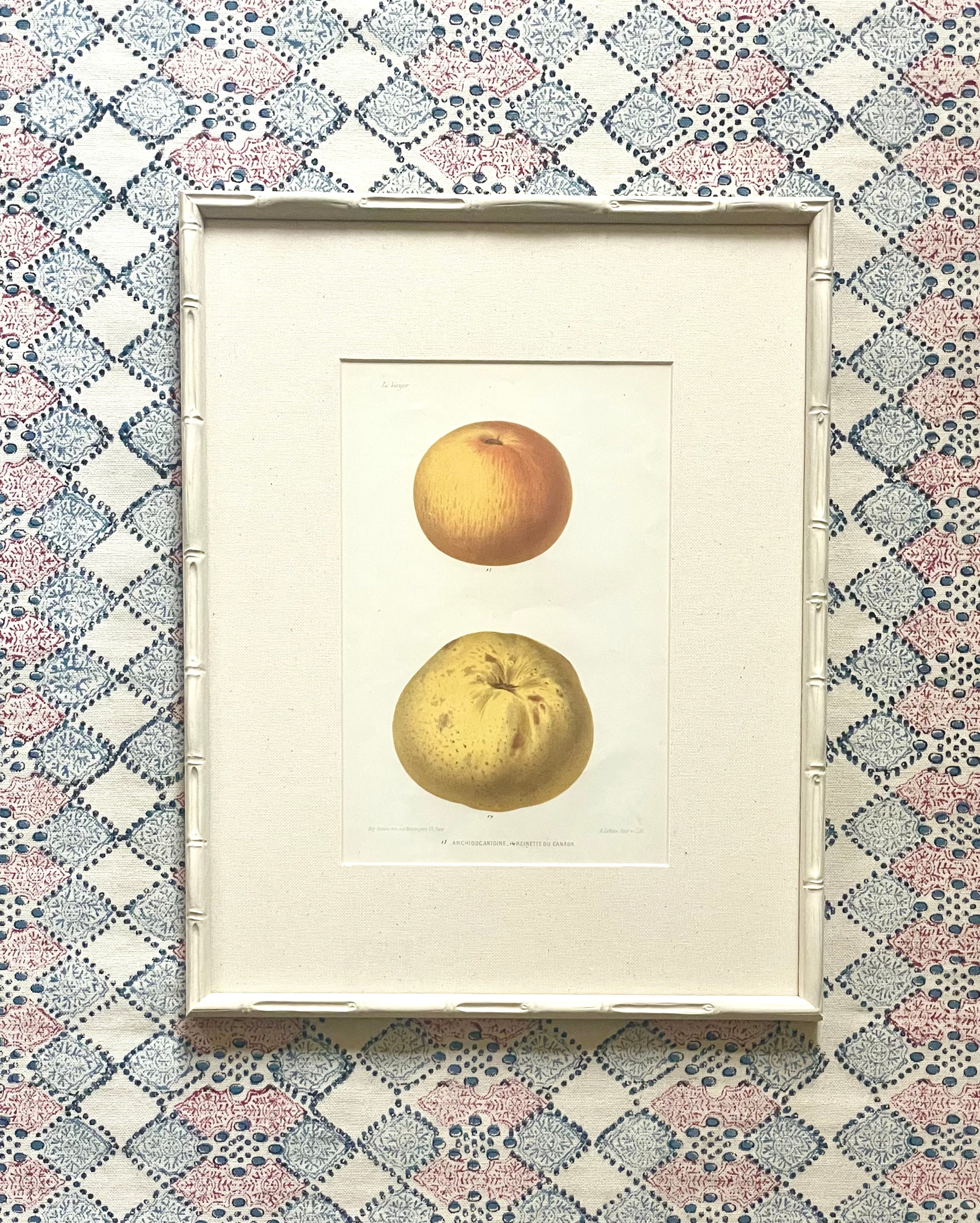 French Apple Botanical Illustrations