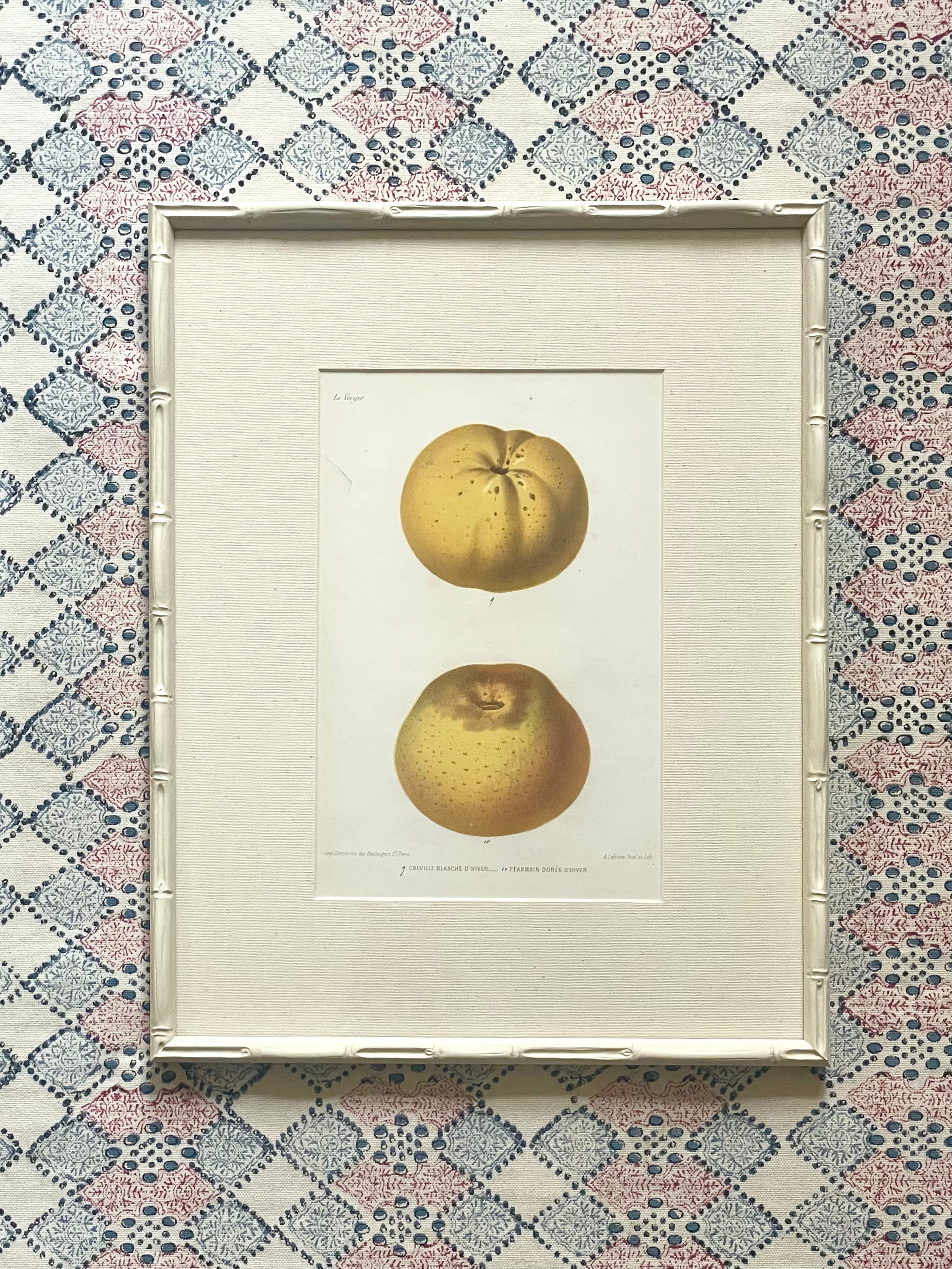 French Apple Botanical Illustrations