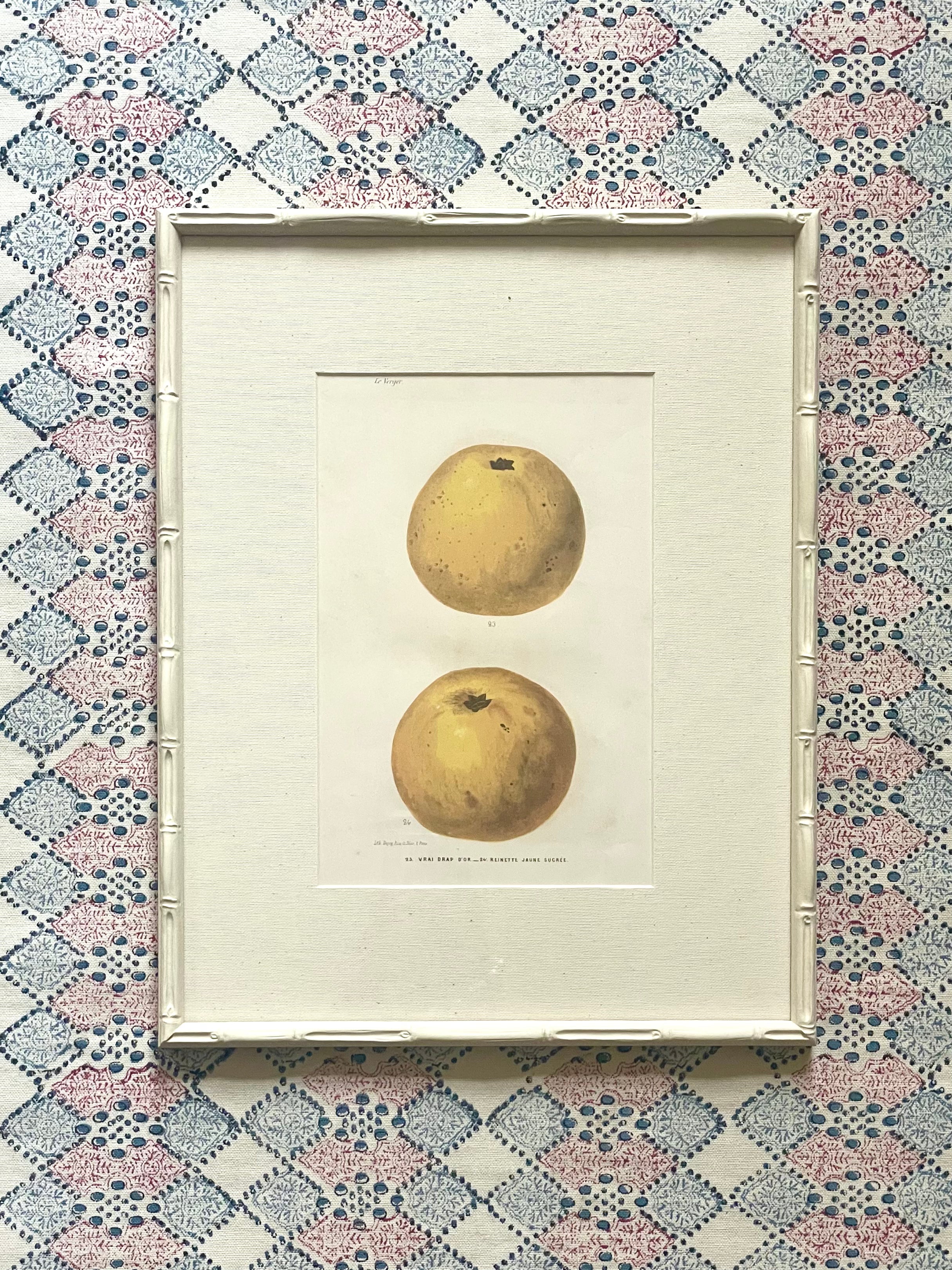 French Apple Botanical Illustrations