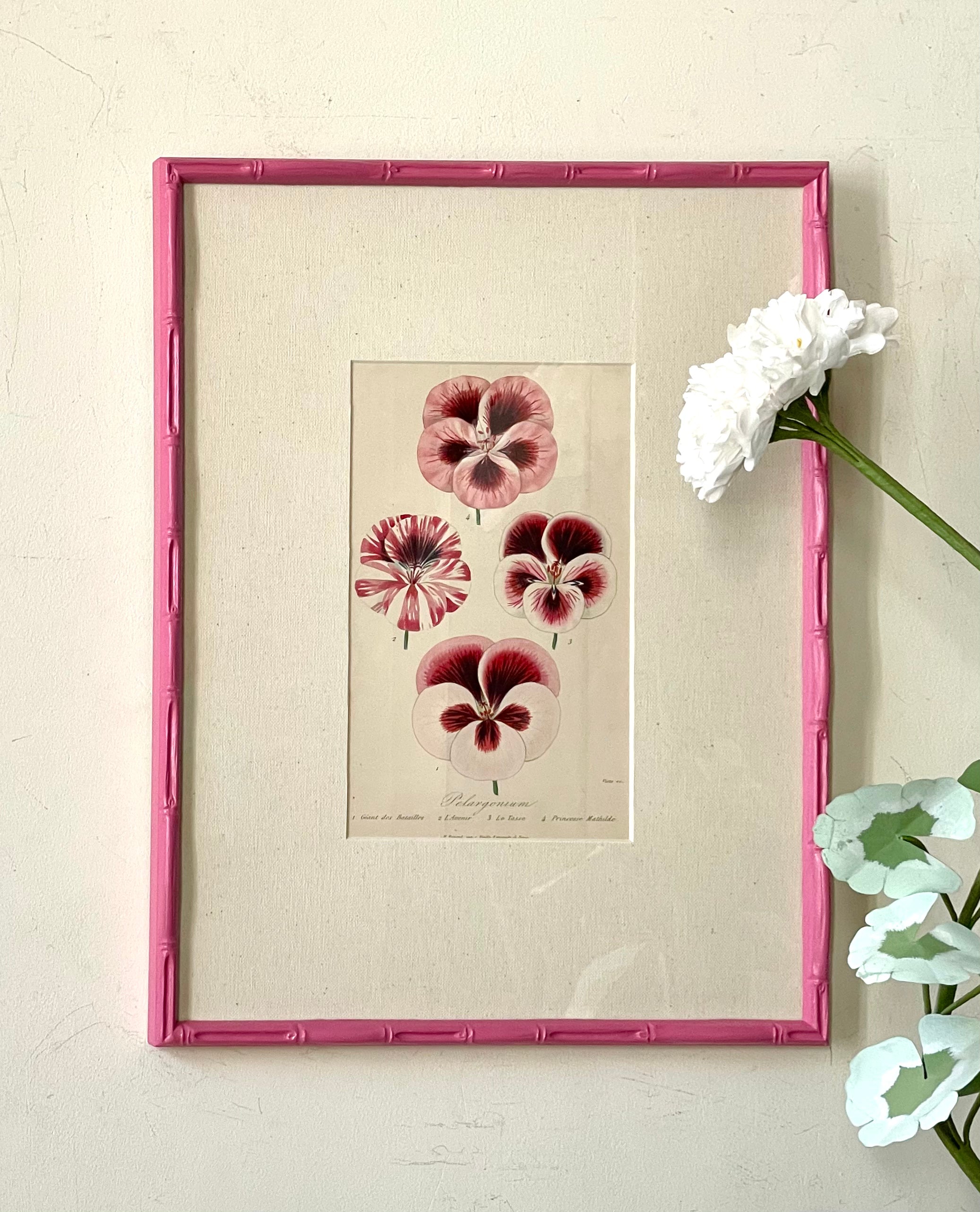 Pink Framed Pelargoniums