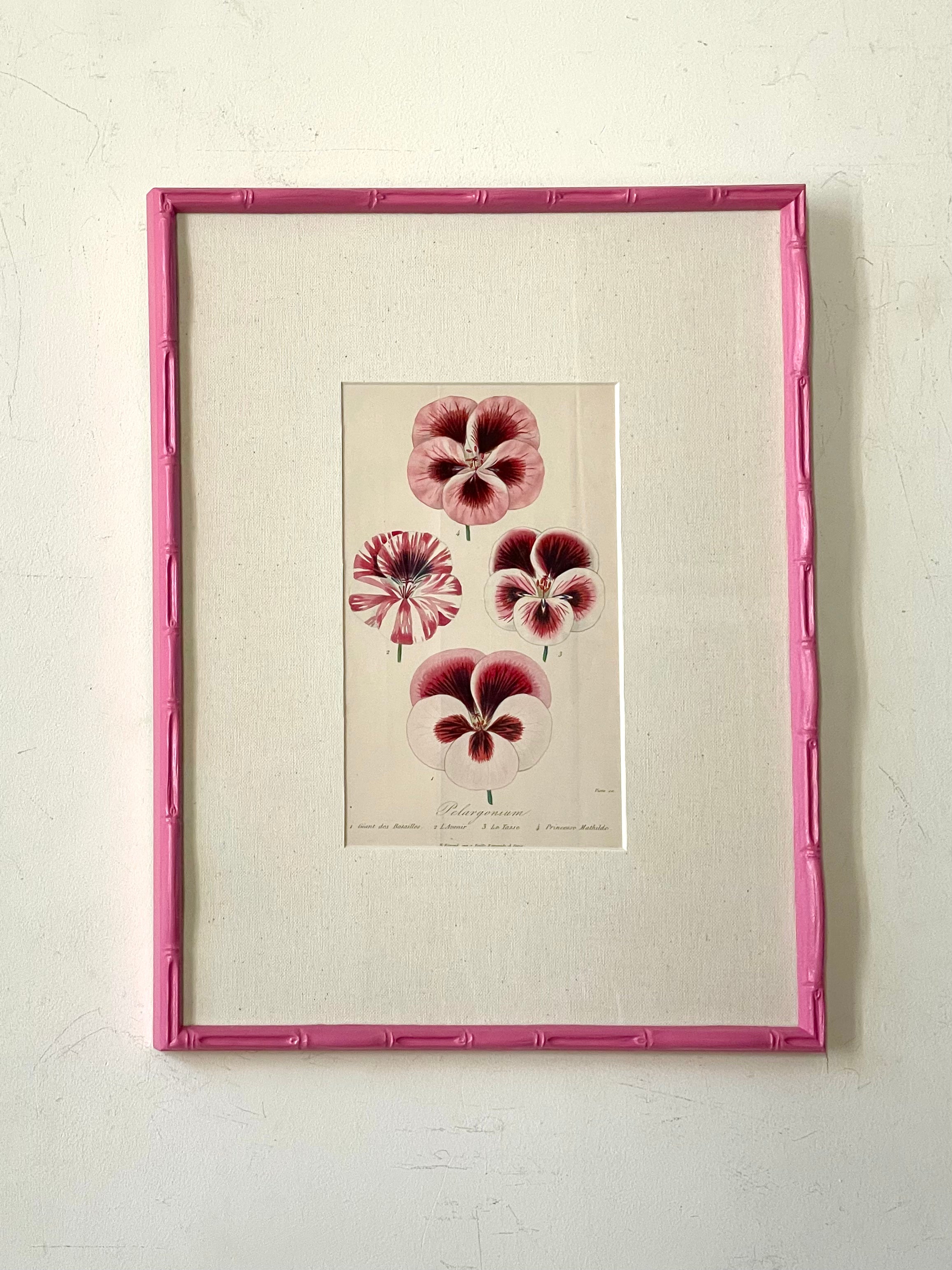 Pink Pelargonium Watercolours