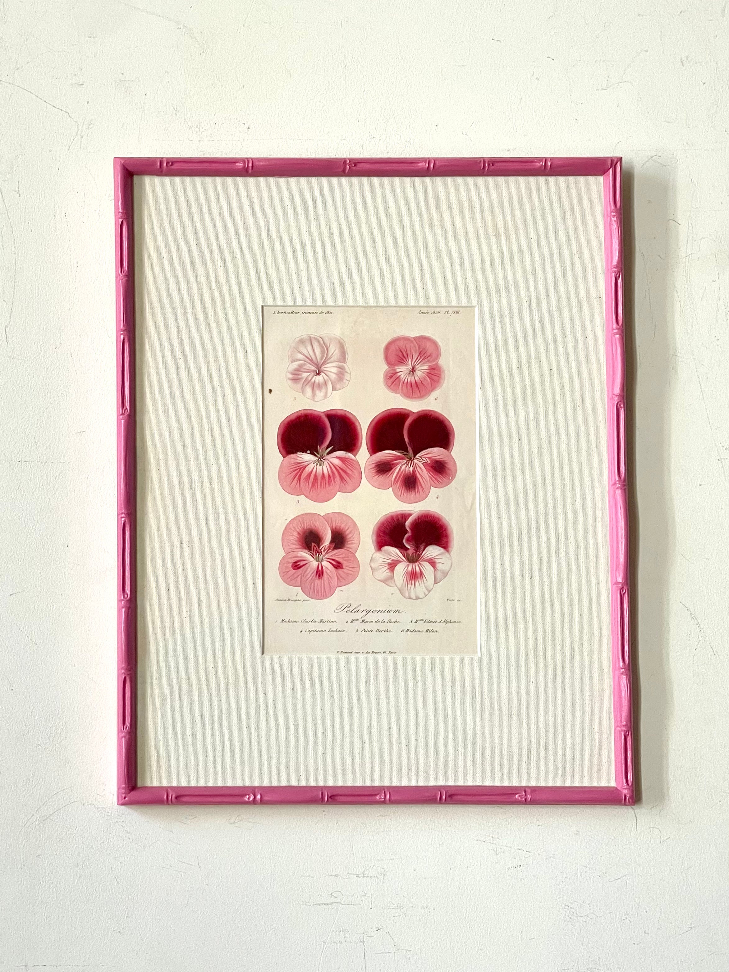 Pink Pelargonium Watercolours