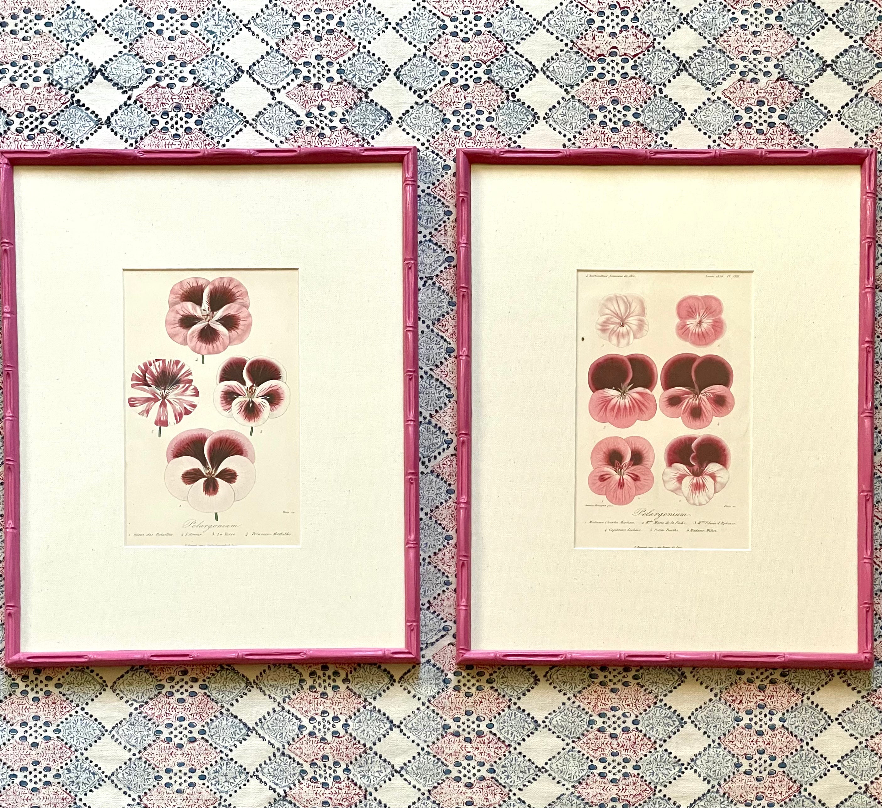 Pink Framed Pelargoniums