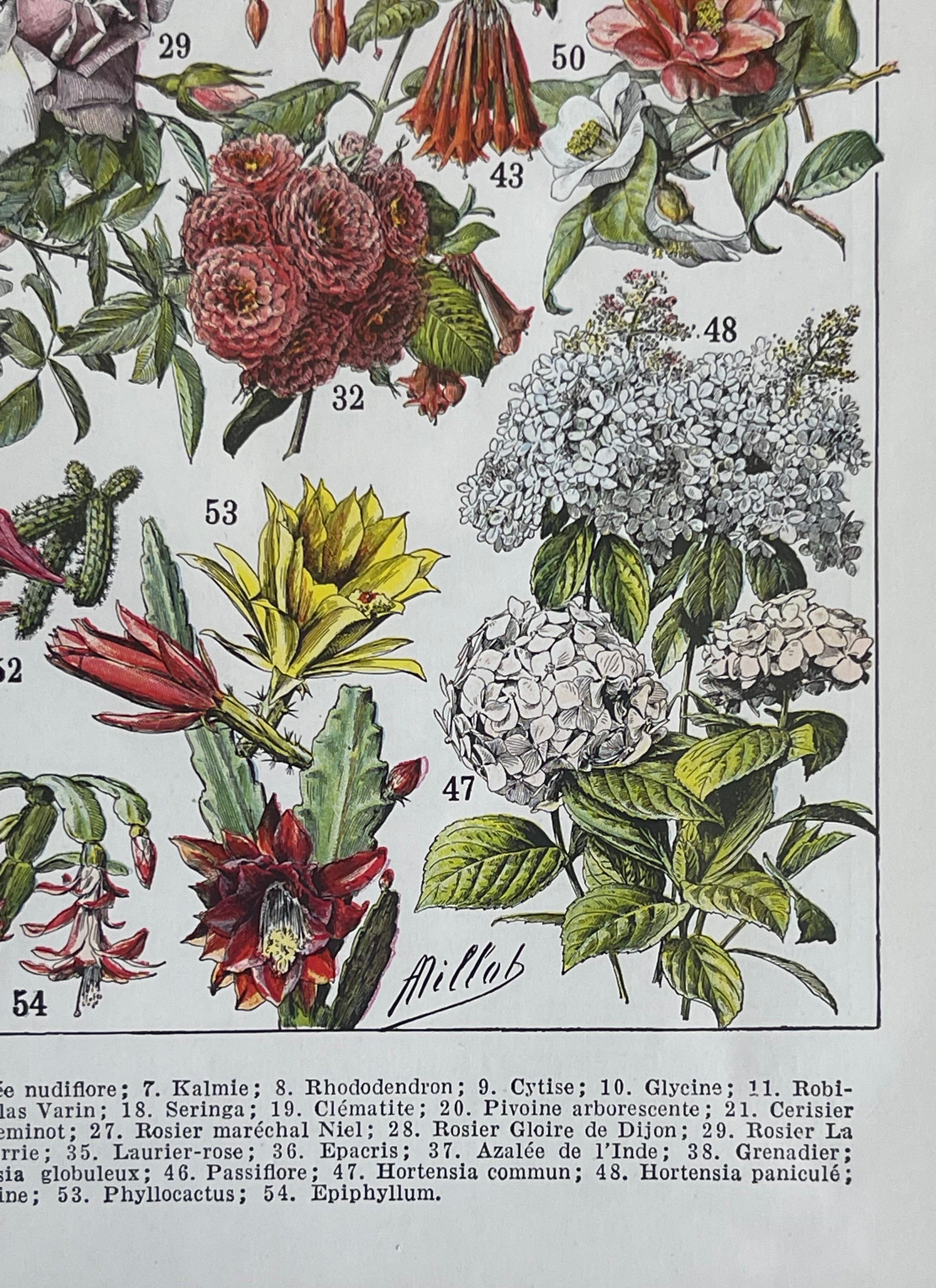 Fleurs Larousse; Roses