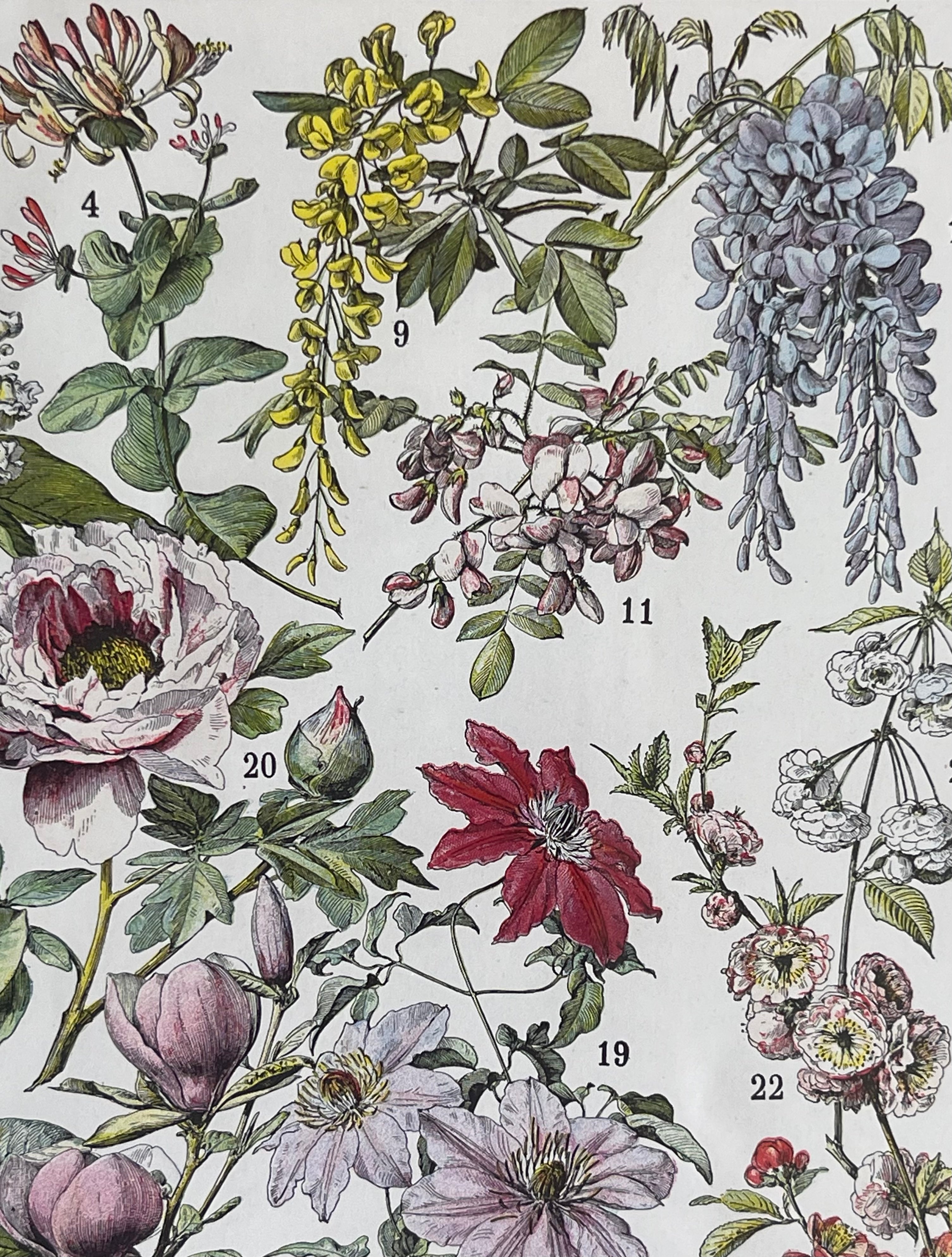 Fleurs Larousse; Roses