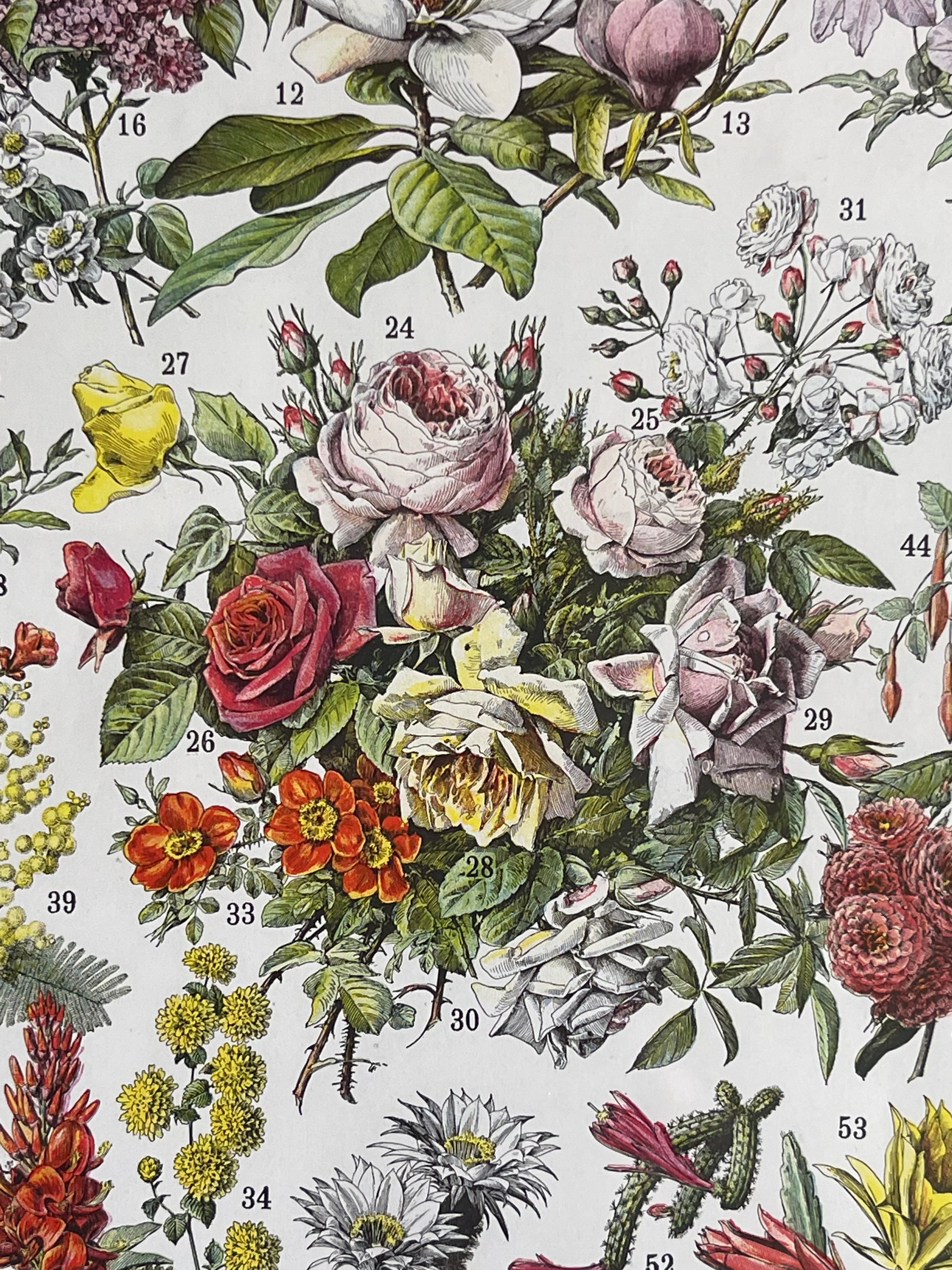 Fleurs Larousse; Roses